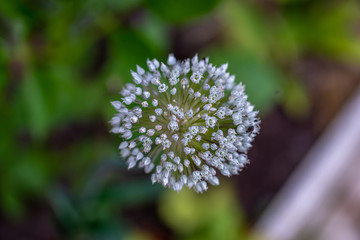 Jeune fleur Alium s'ouvrant le matin