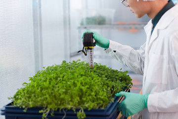 Close-up of young man in white coat and in protective gloves measuring the green plants with tape...