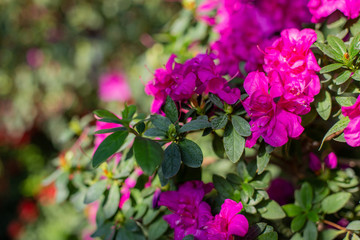 Obraz premium horizontal closeup photo of blooming azalea