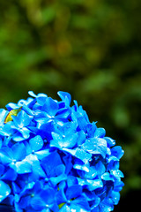 acercamiento de una hortensia azul