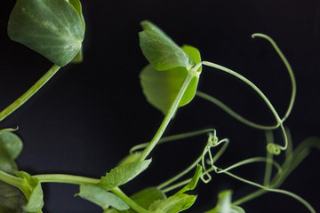 Close-up of young green plants isolated on black background