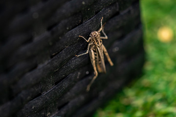Petites sauterelles phaneroptera dans le jardin en gros plan