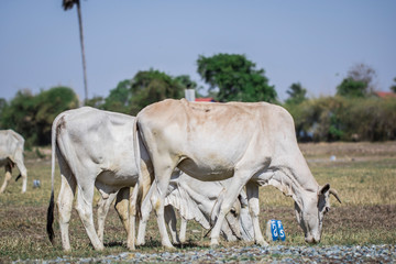 The cows eating grasses on the rice field