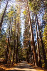 Trails through Yosemite National Park in California, United States.