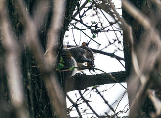Closeup on a gray squirrel in the woods intent on feeding, near the town of Lainate, Italy - February 2020.