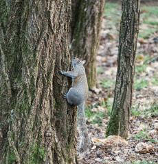 Closeup on a gray squirrel in the woods intent on feeding, near the town of Lainate, Italy - February 2020.