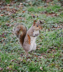 Closeup on a gray squirrel in the woods intent on feeding, near the town of Lainate, Italy - February 2020.