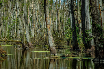 Lush green plants in a swamp