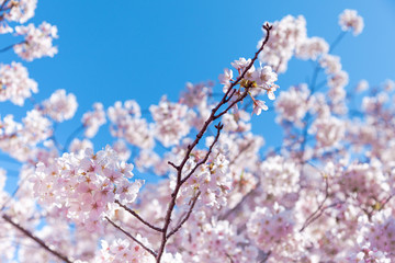 目黒川桜まつり