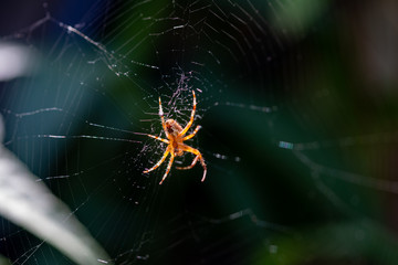 Araignée orange sur sa toile attendant sa proie