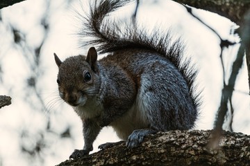 Fototapeta premium Closeup on a gray squirrel in the woods intent on feeding, near the town of Lainate, Italy - February 2020.