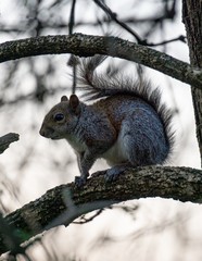 Naklejka na ściany i meble Closeup on a gray squirrel in the woods intent on feeding, near the town of Lainate, Italy - February 2020.