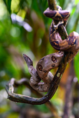 Emperor boa (Boa constrictor imperator) hanging in a tree, Tortuguero, Costa Rica.