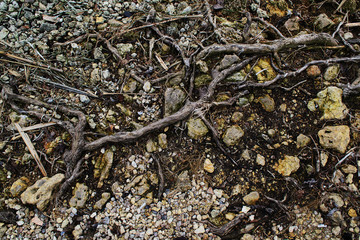 Tree roots on a rocky shore