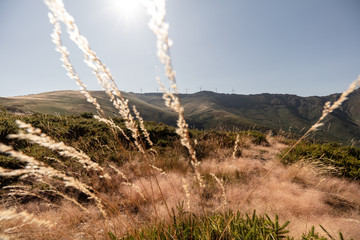 Grashalme in Berglandschaft bei Sedielos, Portugal