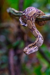 Emperor boa (Boa constrictor imperator) hanging in a tree, Tortuguero, Costa Rica.