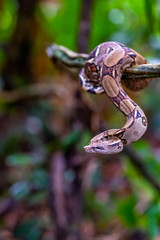 Emperor boa (Boa constrictor imperator) hanging in a tree, Tortuguero, Costa Rica.