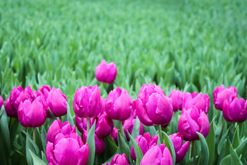 Bright pink almost purple fresh Tulip flowers on a background of green sprouts. Copy of the space. Greeting card
