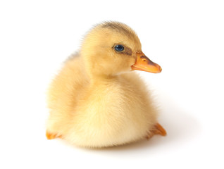 Fototapeta premium Duck
