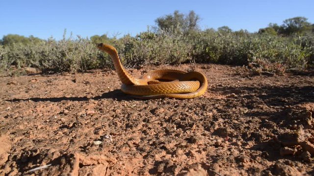 A yellow Cape cobra rearing up with flattened hood in South Africa