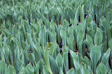 Lots of green Tulip sprouts with barely noticeable white buds. Growing in a greenhouse for sale