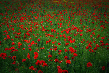 red background with poppies