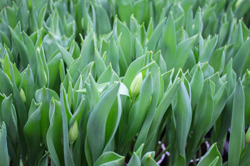Close up of  green Tulip sprouts with barely noticeable white buds. Growing in a greenhouse for sale