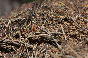 Ants crawl along an anthill in the mountains in the Urals