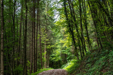 Fototapeta premium trees in the forest