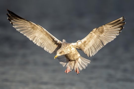 Solo European Herring Gull in flight Larus Argenatus, hovering in the sky over a target fish