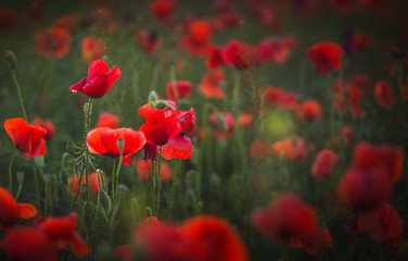 poppy field of red poppies