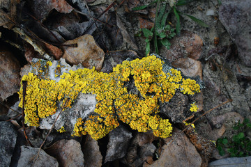 Yellow lichen on fallen brown foliage