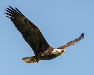 Large, angry bald eagle in flight against a clear blue sky.