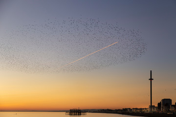 Obraz premium starlings in Brighton at dusk