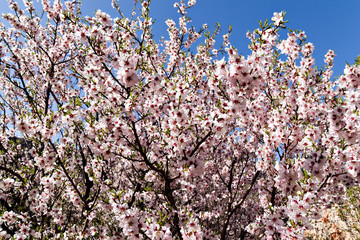Almond blossom in the mountains of Armenia