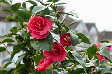 Red flowers in London - Paeonia