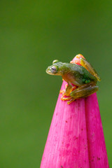 Teratohyla spinosa glass frog (spiny cochran frog) of the family of centrolenidae on a green leaf in the jungle of Costa Rica. Found in the jungle of Tortuguero national park.