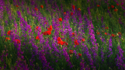 Obraz premium sunset over poppy field