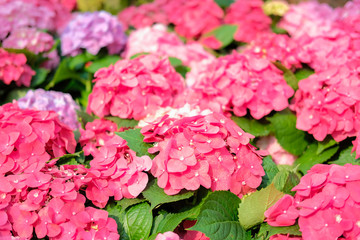 Obraz premium blooming pink hydrangea growing in flower garden