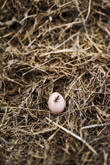 Naklejka na ściany i meble One fresh brown egg in hay with a little black chicken feather stuck on it