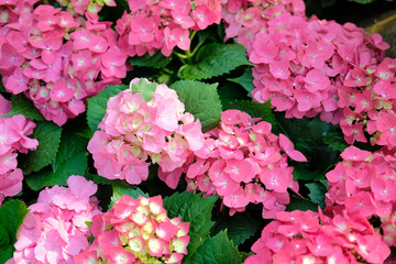 blooming pink hydrangea growing in flower garden