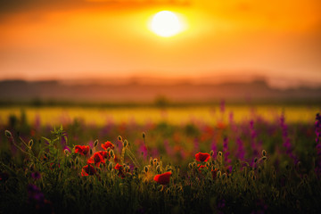 Fototapeta premium sunset over poppy field