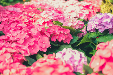 blooming pink hydrangea growing in flower garden