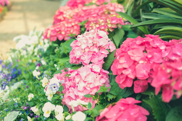 blooming pink hydrangea growing in flower garden