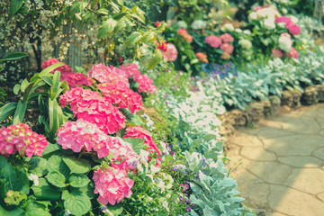 blooming pink hydrangea growing in flower garden