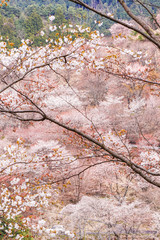 Thousand Trees of Sakura bloosm in Yoshinoyama, Japan