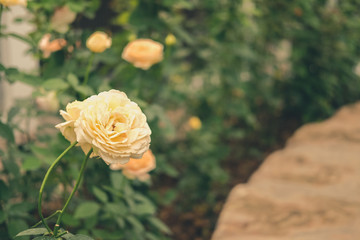 blooming rose growing in flower garden.
