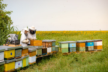 Beekeepers working beside sunflowers field - Powered by Adobe