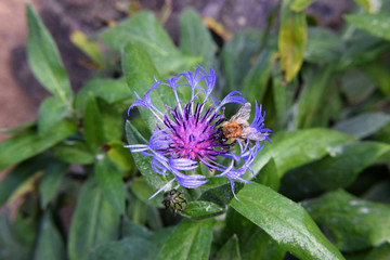Bumblebee Hovering Over a Purple Flower Blossum - Macro Shot