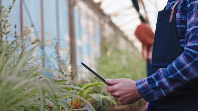 In a large greenhouse details of a gardener man take some pictures of decorative plants other gardener lady take a look through the plants. Shot on ARRI Alexa Mini